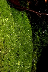 Moss 2 